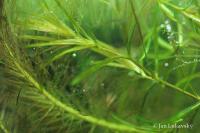 Řečanka guadalupská (Najas guadalupensis)