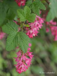 Meruzalka krvavá (Ribes sanguineum)