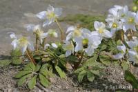 Čemeřice černá (Helleborus niger)