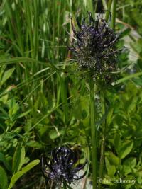 Zvonečník karpatský (Phyteuma vagneri)