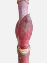 Javor vlasonohý (Acer capillipes)