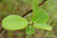 Vrba nádherná (Salix magnifica)