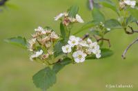 Hloh Douglasův (Crataegus douglasii)