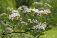 Hloh Douglasův (Crataegus douglasii)