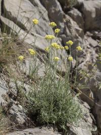 Smil italský (Helichrysum italicum)