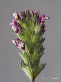 Světličník širolistý (Parentucellia latifolia)