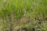 Světličník širolistý (Parentucellia latifolia)
