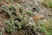 Rozchodník rozchodníkotvarý (Sedum sediforme)