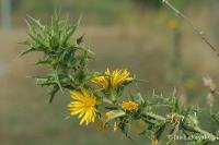 Ostnatec středozemní (Scolymus hispanicus)