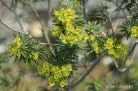 Pryšec dřevnatý (Euphorbia dendroides)
