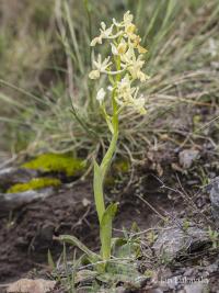 Vstavač (Orchis provincialis)