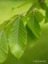 Buk velkolistý 'Caroliniana' (Fagus grandifolia)