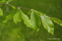 Buk velkolistý 'Caroliniana' (Fagus grandifolia)