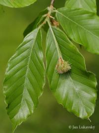 Buk velkolistý 'Caroliniana' (Fagus grandifolia)