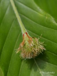 Buk velkolistý 'Caroliniana' (Fagus grandifolia)