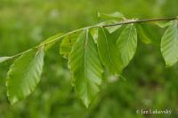 Buk velkolistý 'Caroliniana' (Fagus grandifolia)
