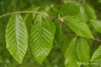 Buk velkolistý 'Caroliniana' (Fagus grandifolia)