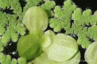 Okřehek (Lemna aequinoctialis)