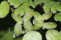 Okřehek (Lemna valdiviana)