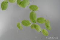 Okřehek (Lemna valdiviana)
