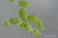 Okřehek (Lemna valdiviana)