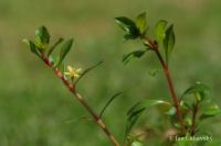 Zakucelka (Ludwigia repens)