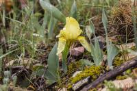 Kosatec iberský (Iris lutescens)