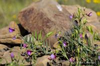 Hrachor článkovaný (Lathyrus articulatus)