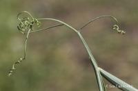 Hrachor článkovaný (Lathyrus articulatus)