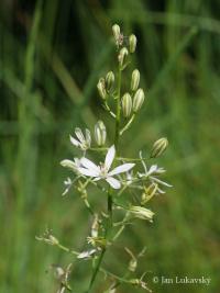 Snědek (Ornithogalum narbonense)