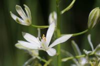 Snědek (Ornithogalum narbonense)