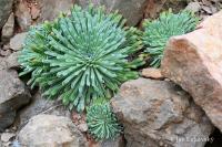 Lomikámen královský (Saxifraga longifolia)