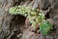 Lomikámen královský (Saxifraga longifolia)