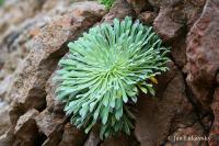 Lomikámen královský (Saxifraga longifolia)