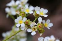 Lomikámen královský (Saxifraga longifolia)