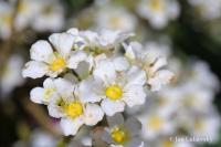 Lomikámen královský (Saxifraga longifolia)
