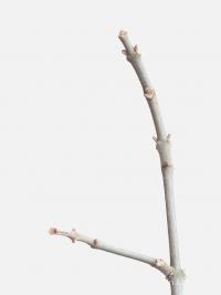 Čtverák Daniellův (Tetradium daniellii)