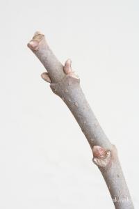 Čtverák Daniellův (Tetradium daniellii)