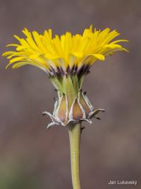 Reichardie tagerská (Reichardia tingitana)
