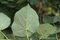 Lípa Moltkeova (Tilia x moltkei)