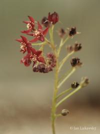 Rosnatka (Drosera adelae)
