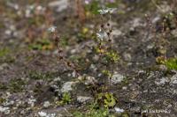 Lomikámen nicí (Saxifraga cernua)