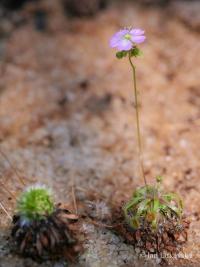 Rosnatka (Drosera occidentalis)