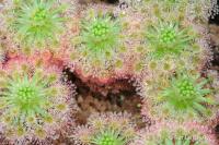 Rosnatka (Drosera roseana)