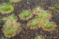 Rosnatka (Drosera sargentii)