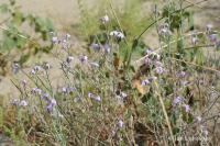 Pomořanka (Cakile aegyptiaca)