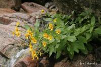 Kamzičník (Doronicum corsicum)