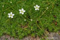 Úrazník (Sagina pilifera)