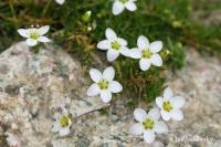 Úrazník (Sagina pilifera)