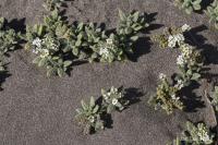 Otočník (Heliotropium erosum)